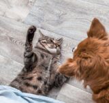 4 behavioral problems of pets