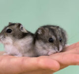 Which hamster breeds are suitable as pets?