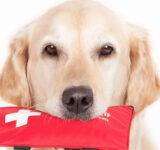 How to care for your pet during a medical emergency