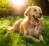 Everything you need to know about the Golden Retriever dog breed