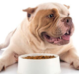 About feeding dogs. Types of food. Tips and recommendations