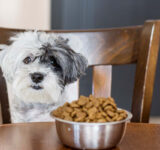 Food allergies in dogs