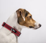 How do you know which collar is right for your dog?