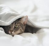 Does your cat scare easily? Here’s why and how you can calm her down