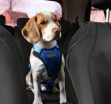 How to help your dog deal with the fear of driving?