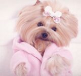 The dog spa at your home