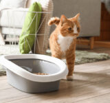 5 types of hygienic cat litter