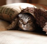 How to get your cat used to a new home