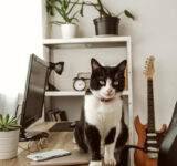 Household items and products that pose a danger to cats