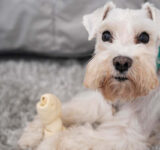 How to choose the right toys for your dog