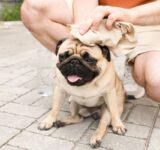 Dog breeds that cannot tolerate heat