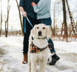 Useful tips for choosing the right leash and collar for your quadruped