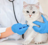 Common diseases of cats. Causes and symptoms