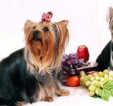 Which fruits can dogs eat and which are forbidden to them