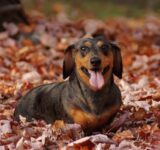 The 5 best autumn products and accessories for your dog