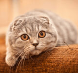 Everything you need to know about the Scottish Fold cat breed