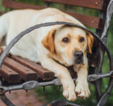 Dogs and their loyalty: what makes them man’s best friend