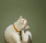 Why does a cat scratch and how to relieve the itching?