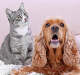 6 curiosities from the world of pets