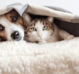 7 Household Noises That Stress Pets and How to Reduce Them