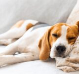 Pet Sleep: How Much Sleep Should Your Dog or Cat Get?