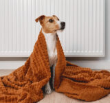 How to protect your pets from the cold