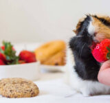 Beneficial food vs dangerous food for hamsters
