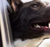 Traveling with dogs – 5 ideas for success