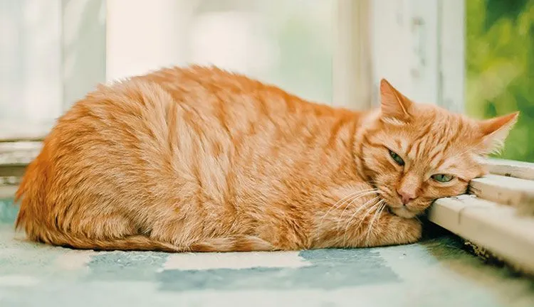 cats suffering from leukemia