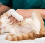 Cat Vaccines: What Does Your Cat Need?