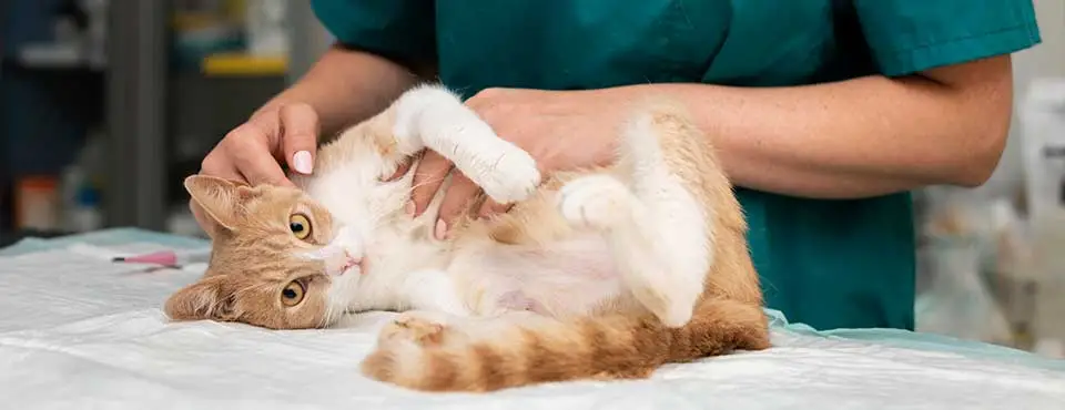 Cat Vaccines: What Does Your Cat Need?