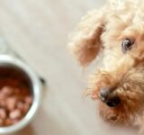 How do you know if your dog is overweight?