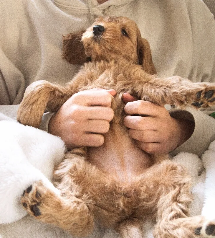 purchase a dog health exam