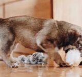 7 questions to consider when you want to get a dog