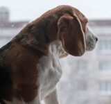 Vectors and the diseases they transmit