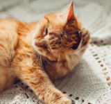 Skin Problems in Cats – How to Get Rid of Mites in Cats?