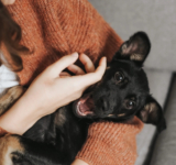 Raising Puppies Afraid of Storms: How to Prepare Puppies for Harsh Weather