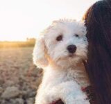 Grieving the Loss of a Pet: How to Say Goodbye to a Pet