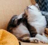 What are dog and cat parasites?