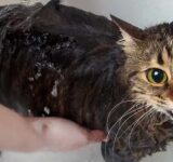 Cats’ relationship with water: love or hate?