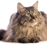 How can I tell if my cat is too fat?