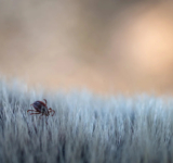 How can we respond to this growing threat? | MyPet