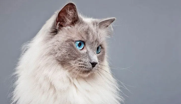 how often to take your cat to the vet