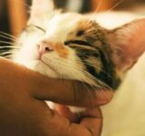 How often should a cat go to the vet?