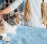 Heartworm disease in cats: fact, not fiction