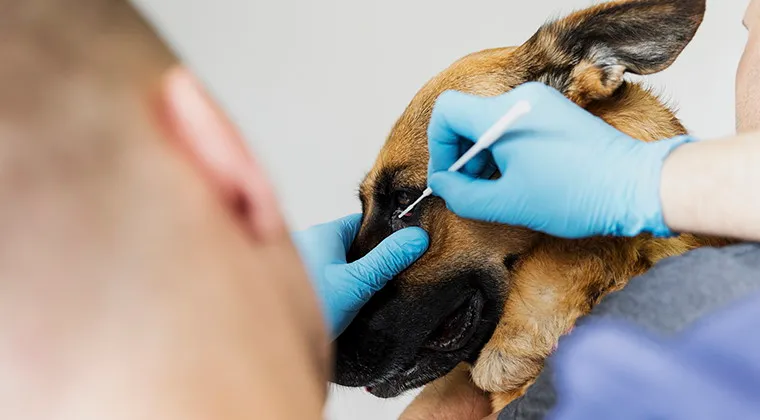 Veterinarian for dog eye problems