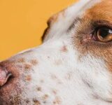 Eye Problems in Dogs: Common Eye Conditions in Dogs