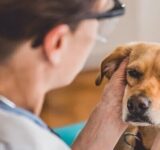 Otitis Externa in Dogs: How to Treat Ear Infection in Dogs?