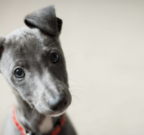 Puppy socialization – How to socialize a new puppy?