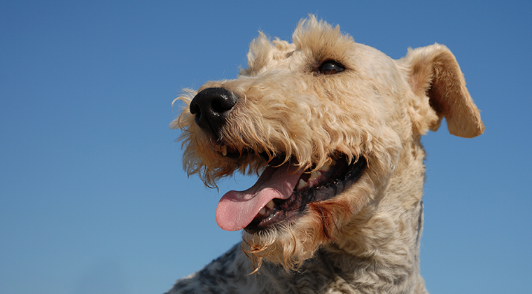 the behavior of dog breeds